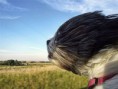 /album/%ce%b1%cf%83%cf%84%ce%b5%ce%af%ce%b1-%ce%bc%ce%b5-%ce%b6%cf%8e%ce%b1-/funny-dog-faces-high-speed-2-jpg/