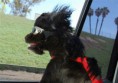 /album/%ce%b1%cf%83%cf%84%ce%b5%ce%af%ce%b1-%ce%bc%ce%b5-%ce%b6%cf%8e%ce%b1-/funny-dog-faces-high-speed-3-jpg/