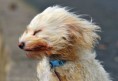 /album/%ce%b1%cf%83%cf%84%ce%b5%ce%af%ce%b1-%ce%bc%ce%b5-%ce%b6%cf%8e%ce%b1-/funny-dog-faces-high-speed-4-jpg/