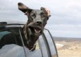 /album/%ce%b1%cf%83%cf%84%ce%b5%ce%af%ce%b1-%ce%bc%ce%b5-%ce%b6%cf%8e%ce%b1-/funny-dog-faces-high-speed-5-jpg/