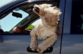 /album/%ce%b1%cf%83%cf%84%ce%b5%ce%af%ce%b1-%ce%bc%ce%b5-%ce%b6%cf%8e%ce%b1-/funny-dog-faces-high-speed-6-jpg/