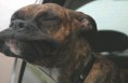 /album/%ce%b1%cf%83%cf%84%ce%b5%ce%af%ce%b1-%ce%bc%ce%b5-%ce%b6%cf%8e%ce%b1-/funny-dog-faces-high-speed-7-jpg/