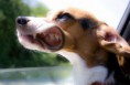 /album/%ce%b1%cf%83%cf%84%ce%b5%ce%af%ce%b1-%ce%bc%ce%b5-%ce%b6%cf%8e%ce%b1-/funny-dog-faces-high-speed-8-jpg/