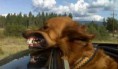 /album/%ce%b1%cf%83%cf%84%ce%b5%ce%af%ce%b1-%ce%bc%ce%b5-%ce%b6%cf%8e%ce%b1-/funny-dog-faces-high-speed-9-jpg/