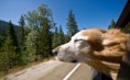 /album/%ce%b1%cf%83%cf%84%ce%b5%ce%af%ce%b1-%ce%bc%ce%b5-%ce%b6%cf%8e%ce%b1-/funny-dog-faces-high-speed-10-jpg/