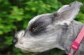 /album/%ce%b1%cf%83%cf%84%ce%b5%ce%af%ce%b1-%ce%bc%ce%b5-%ce%b6%cf%8e%ce%b1-/funny-dog-faces-high-speed-11-jpg/
