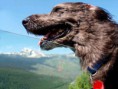 /album/%ce%b1%cf%83%cf%84%ce%b5%ce%af%ce%b1-%ce%bc%ce%b5-%ce%b6%cf%8e%ce%b1-/funny-dog-faces-high-speed-13-jpg/