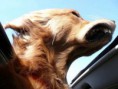 /album/%ce%b1%cf%83%cf%84%ce%b5%ce%af%ce%b1-%ce%bc%ce%b5-%ce%b6%cf%8e%ce%b1-/funny-dog-faces-high-speed-14-jpg/