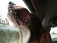 /album/%ce%b1%cf%83%cf%84%ce%b5%ce%af%ce%b1-%ce%bc%ce%b5-%ce%b6%cf%8e%ce%b1-/funny-dog-faces-high-speed-16-jpg/