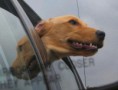 /album/%ce%b1%cf%83%cf%84%ce%b5%ce%af%ce%b1-%ce%bc%ce%b5-%ce%b6%cf%8e%ce%b1-/funny-dog-faces-high-speed-17-633x480-jpg/