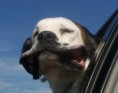 /album/%ce%b1%cf%83%cf%84%ce%b5%ce%af%ce%b1-%ce%bc%ce%b5-%ce%b6%cf%8e%ce%b1-/funny-dog-faces-high-speed-18-609x480-jpg/