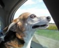 /album/%ce%b1%cf%83%cf%84%ce%b5%ce%af%ce%b1-%ce%bc%ce%b5-%ce%b6%cf%8e%ce%b1-/funny-dog-faces-high-speed-19-590x480-jpg/