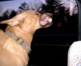 /album/%ce%b1%cf%83%cf%84%ce%b5%ce%af%ce%b1-%ce%bc%ce%b5-%ce%b6%cf%8e%ce%b1-/funny-dog-faces-high-speed-20-590x480-jpg/