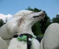 /album/%ce%b1%cf%83%cf%84%ce%b5%ce%af%ce%b1-%ce%bc%ce%b5-%ce%b6%cf%8e%ce%b1-/funny-dog-faces-high-speed-21-582x480-jpg/