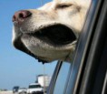 /album/%ce%b1%cf%83%cf%84%ce%b5%ce%af%ce%b1-%ce%bc%ce%b5-%ce%b6%cf%8e%ce%b1-/funny-dog-faces-high-speed-22-551x480-jpg/