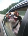/album/%ce%b1%cf%83%cf%84%ce%b5%ce%af%ce%b1-%ce%bc%ce%b5-%ce%b6%cf%8e%ce%b1-/funny-dog-faces-high-speed-23-378x480-jpg/