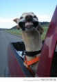 /album/%ce%b1%cf%83%cf%84%ce%b5%ce%af%ce%b1-%ce%bc%ce%b5-%ce%b6%cf%8e%ce%b1-/funny-dog-faces-high-speed-24-339x480-jpg/