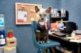 /album/%ce%b1%cf%83%cf%84%ce%b5%ce%af%ce%b1-%ce%bc%ce%b5-%ce%b6%cf%8e%ce%b1-/funny-dog-imitating-human-life-by-irina-werning-5-640x426-jpg/