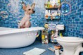 /album/%ce%b1%cf%83%cf%84%ce%b5%ce%af%ce%b1-%ce%bc%ce%b5-%ce%b6%cf%8e%ce%b1-/funny-dog-imitating-human-life-by-irina-werning-9-640x426-jpg/