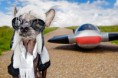 /album/%ce%b1%cf%83%cf%84%ce%b5%ce%af%ce%b1-%ce%bc%ce%b5-%ce%b6%cf%8e%ce%b1-/funny-dog-imitating-human-life-by-irina-werning-13-640x426-jpg/