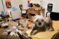 /album/%ce%b1%cf%83%cf%84%ce%b5%ce%af%ce%b1-%ce%bc%ce%b5-%ce%b6%cf%8e%ce%b1-/funny-dog-imitating-human-life-by-irina-werning-20-640x426-jpg/