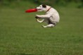 /album/%ce%b1%cf%83%cf%84%ce%b5%ce%af%ce%b1-%ce%bc%ce%b5-%ce%b6%cf%8e%ce%b1-/funny-dogs-catching-frisbees-high-jump-8-jpg/